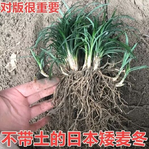  麦冬草  成活高质量优