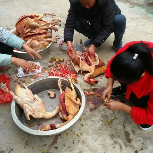 浏阳市 供应农家土特产腊鸡，腊鸭，腊鱼。火焙鱼