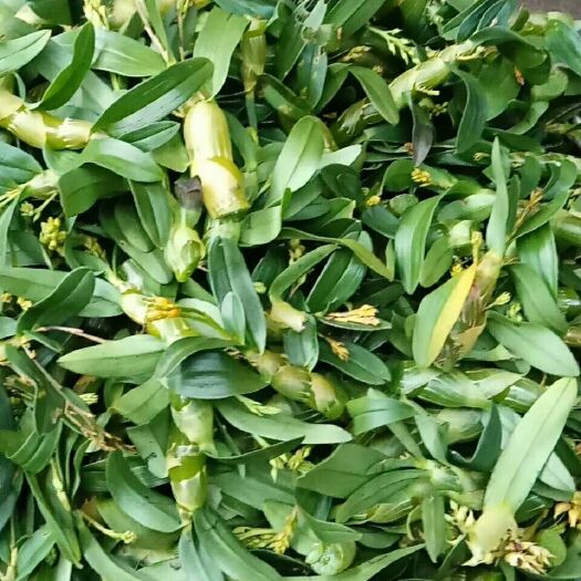 广南县珍虫石斛盆栽  珍虫石斛鲜条