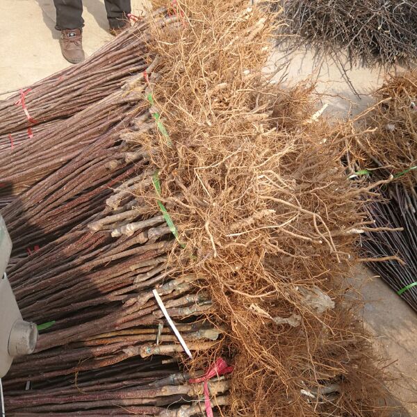  矮化苹果树苗出售 山东苹果苗基地