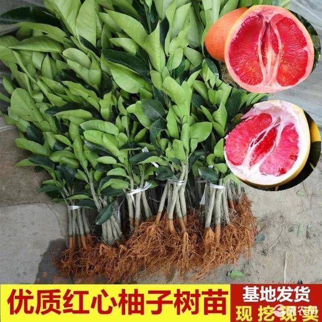 红肉蜜柚苗 柚子树苗盆栽地栽南北方均可种植包成活包结果