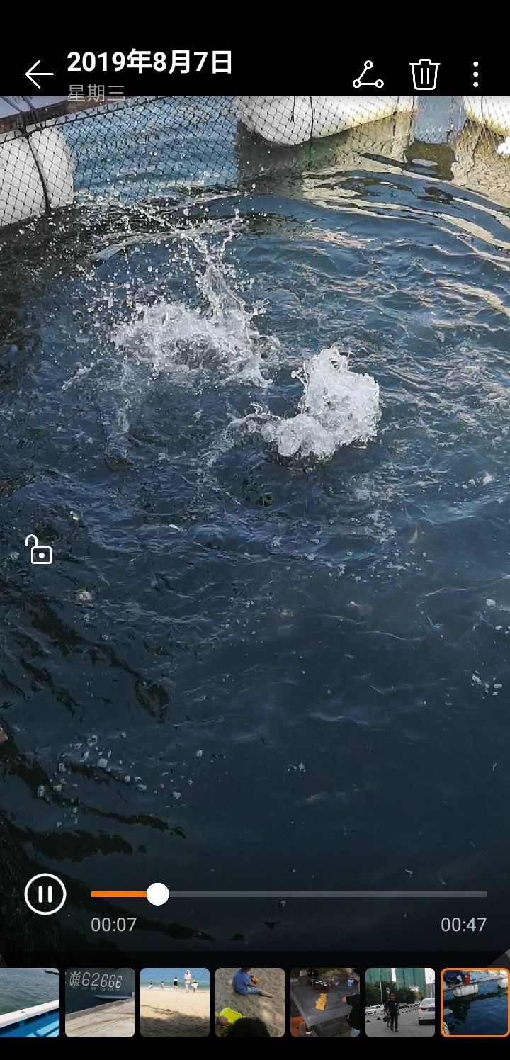  珍珠龙胆鱼，石斑鱼