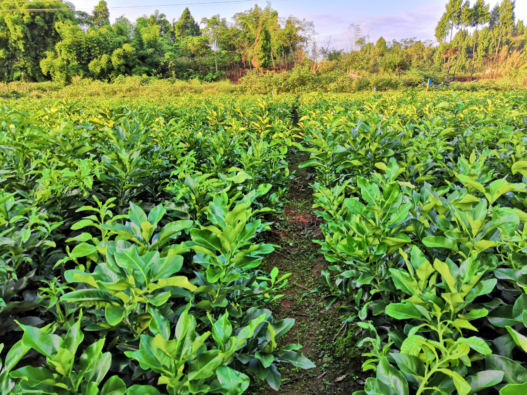 正宗脆香甜柚子苗特早熟蜜柚苗冰糖柚苗基地直供，闪电发货