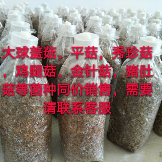 来宾 高产草菇菌种栽培种效益高，容易种【少量拿货5元/袋】