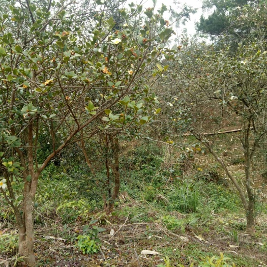 贺州白花山茶油 百年老茶树天然绿色食品