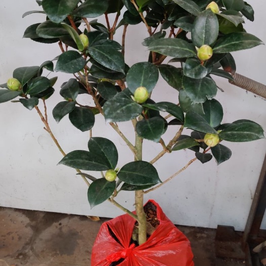 漳平市 21杯品种茶花七仙女带花苞露色花苞大个，产地批发直销
