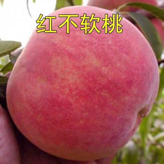 平邑县红不软桃苗 优质嫁接苗 现挖保湿发货 全国包邮