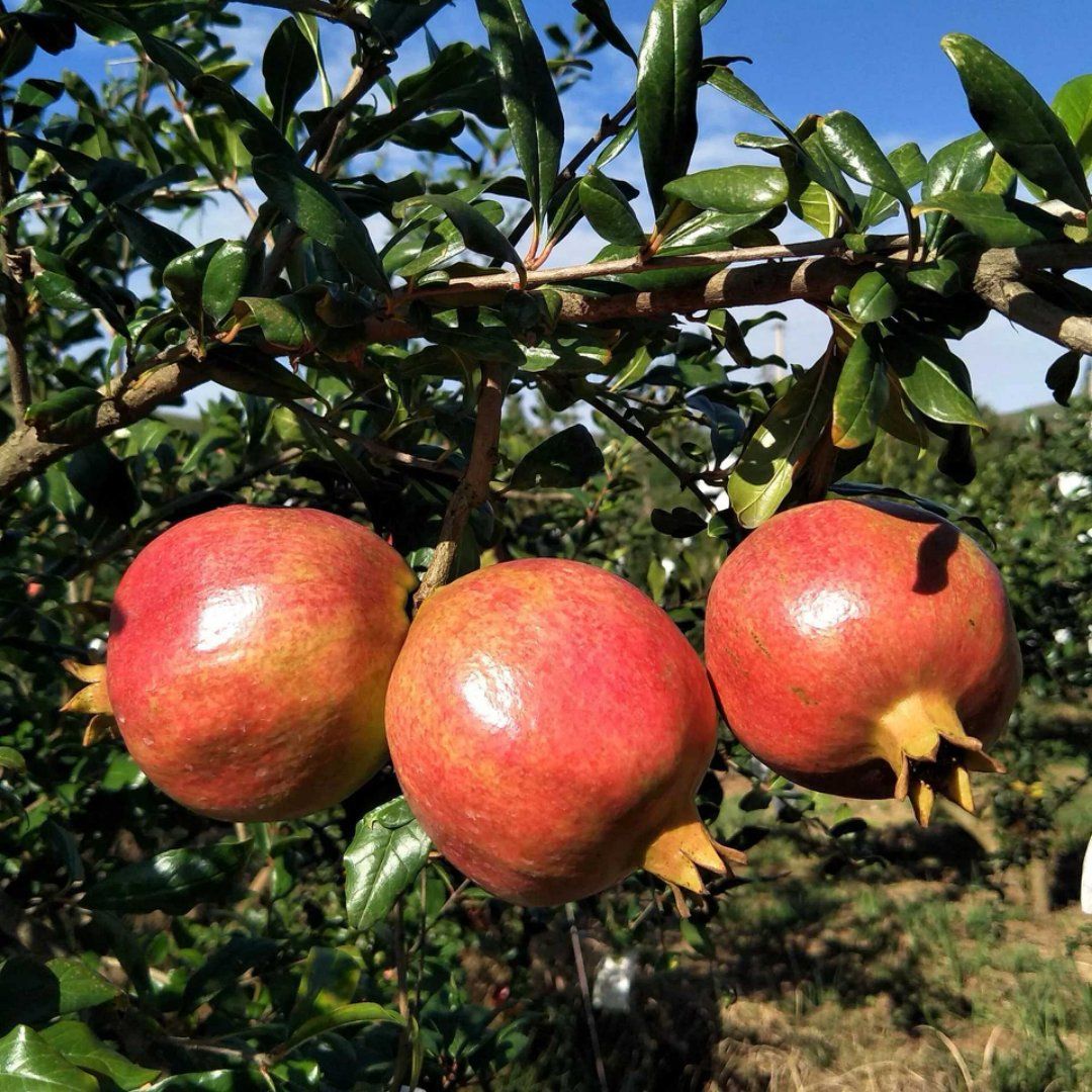 [突尼斯软籽石榴批发] 四川会理突尼斯软石榴精