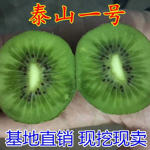 平邑县 果树苗猕猴桃树苗泰山一号猕猴桃苗新品种南北方种植当年结果