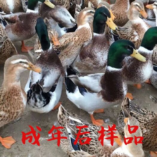 南宁青头麻鸭苗  四点麻鸭苗