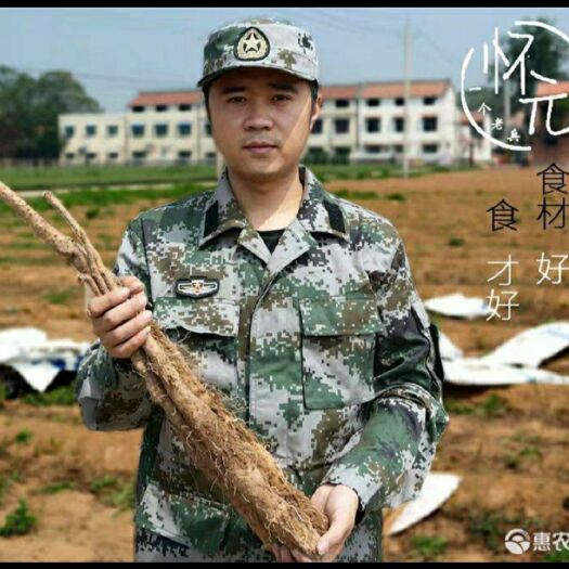 温县垆土铁棍山药-原产地直供2025新挖