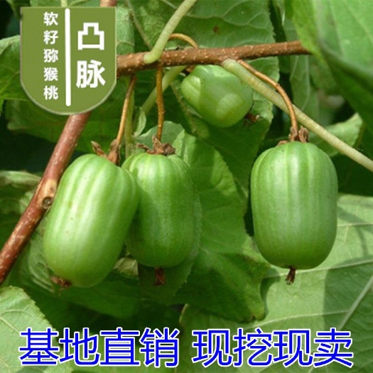 平邑县凸脉猕猴桃苗 凸脉软枣猕猴桃树苗水果树苗盆栽地栽南方北方四季种植