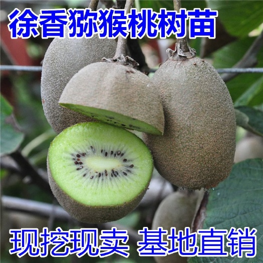 平邑县 果树苗徐香猕猴桃树苗奇异果猕猴桃苗嫁接猕猴桃树苗当年结果