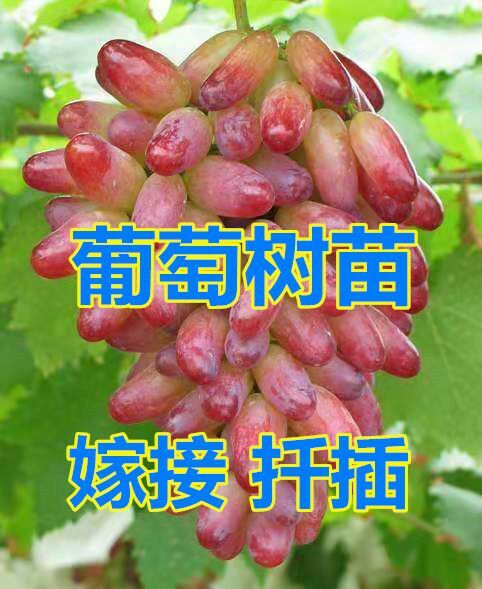 平邑县 爬藤葡萄苗树苗南北种植盆栽地栽庭院栽新品种全国包邮现挖现售