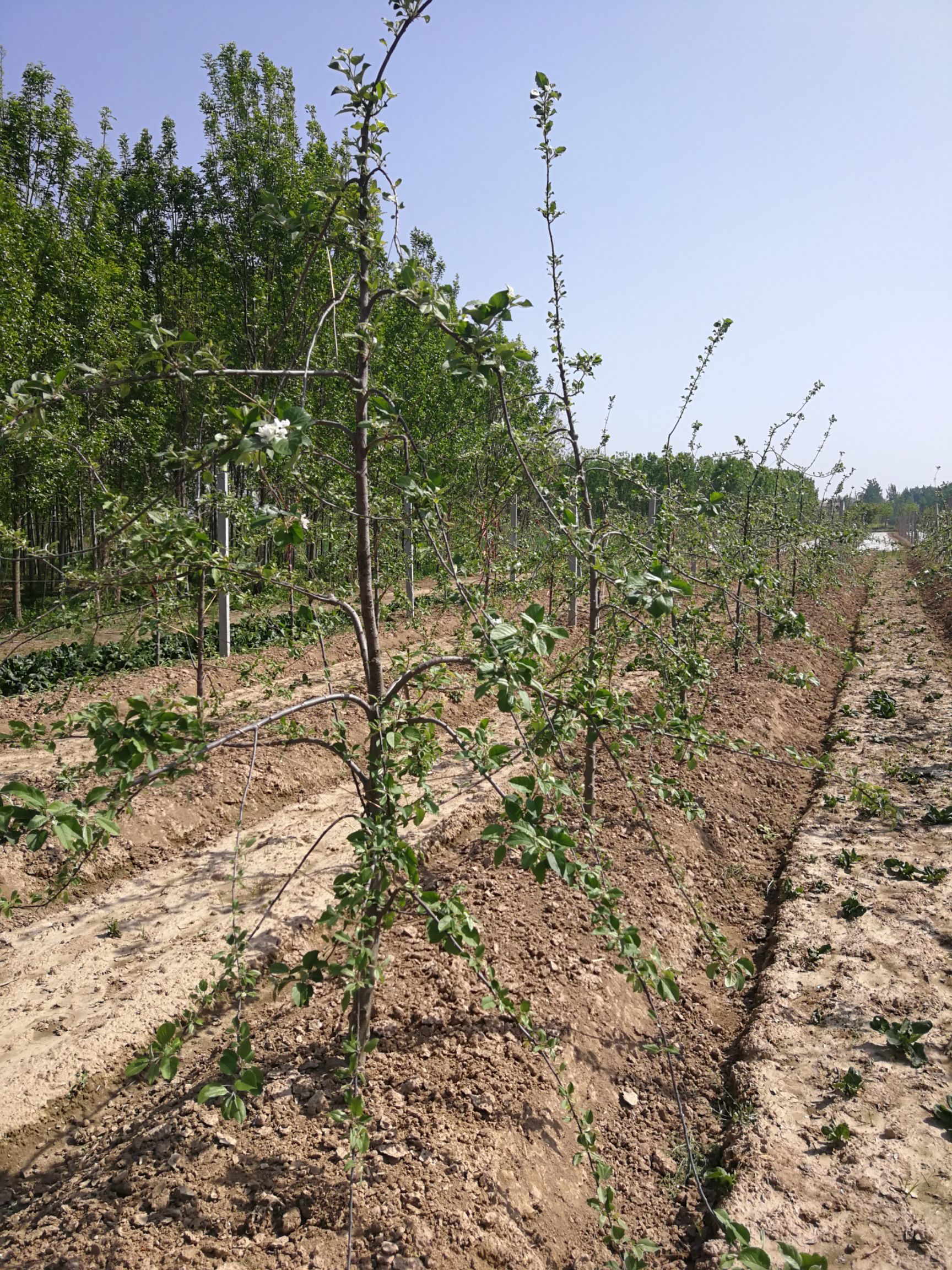  矮化苹果树苗出售 山东苹果苗基地