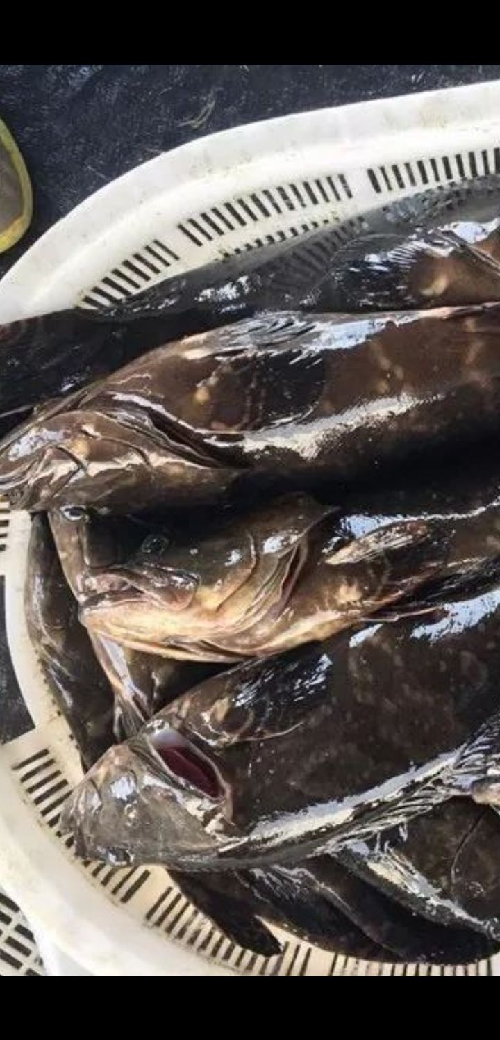  珍珠龙胆鱼，石斑鱼