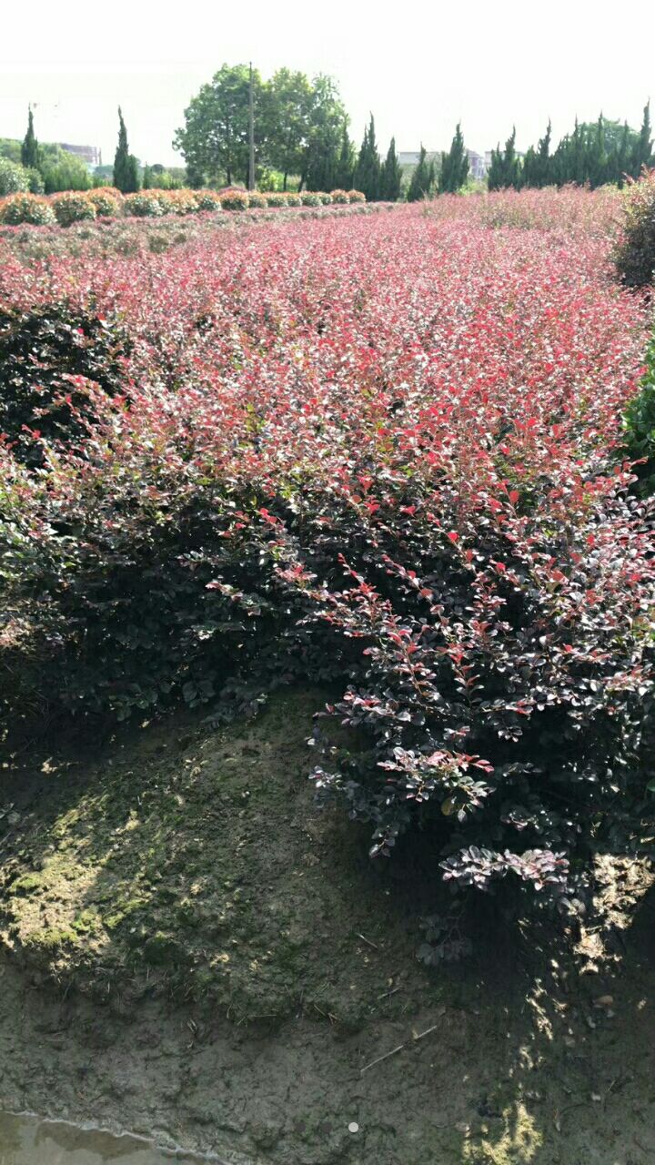 杭州双面红  红花继木