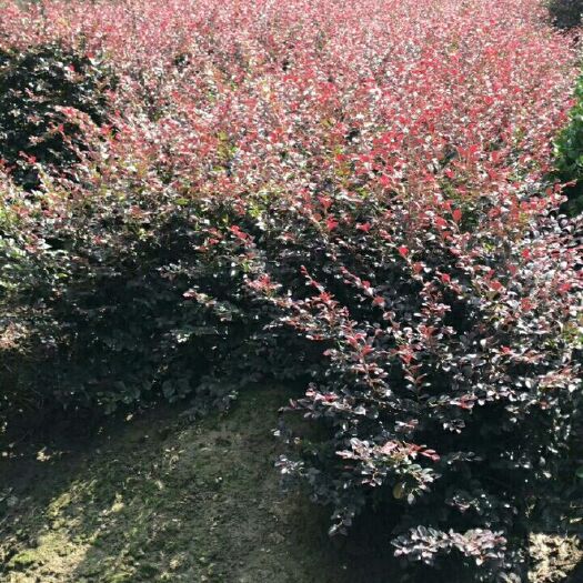 杭州双面红  红花继木