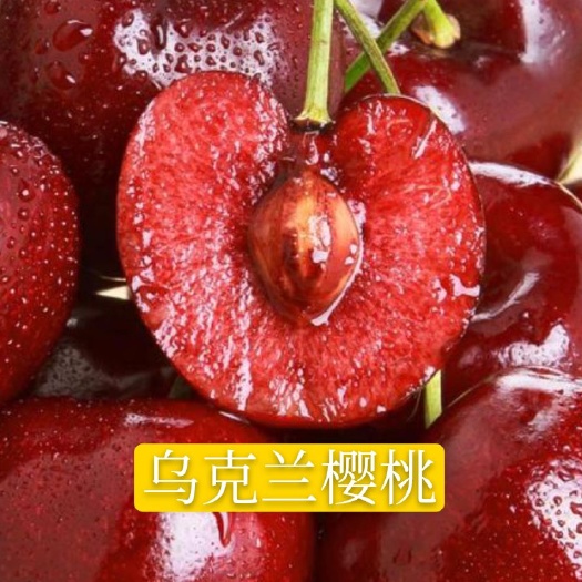 乌克兰樱桃苗  乌克兰大樱桃苗嫁接果树苗南北方种植包结果