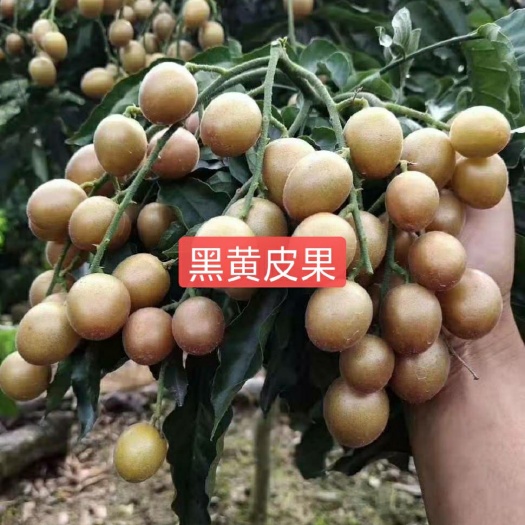 灵山县黄皮果树苗，新品种嫁接，黑黄皮果苗。贵妃黄皮树苗，产地直销