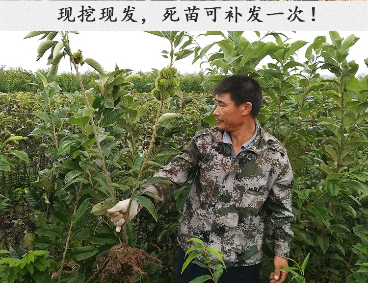 沂蒙大油栗苗 嫁接板栗果树苗沂蒙山大板栗盆栽地栽庭院油板栗苗红光板栗种苗