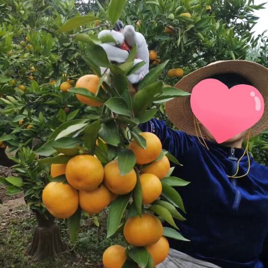 秭归县蜜桔 蜜橘产地批发，质优价廉！