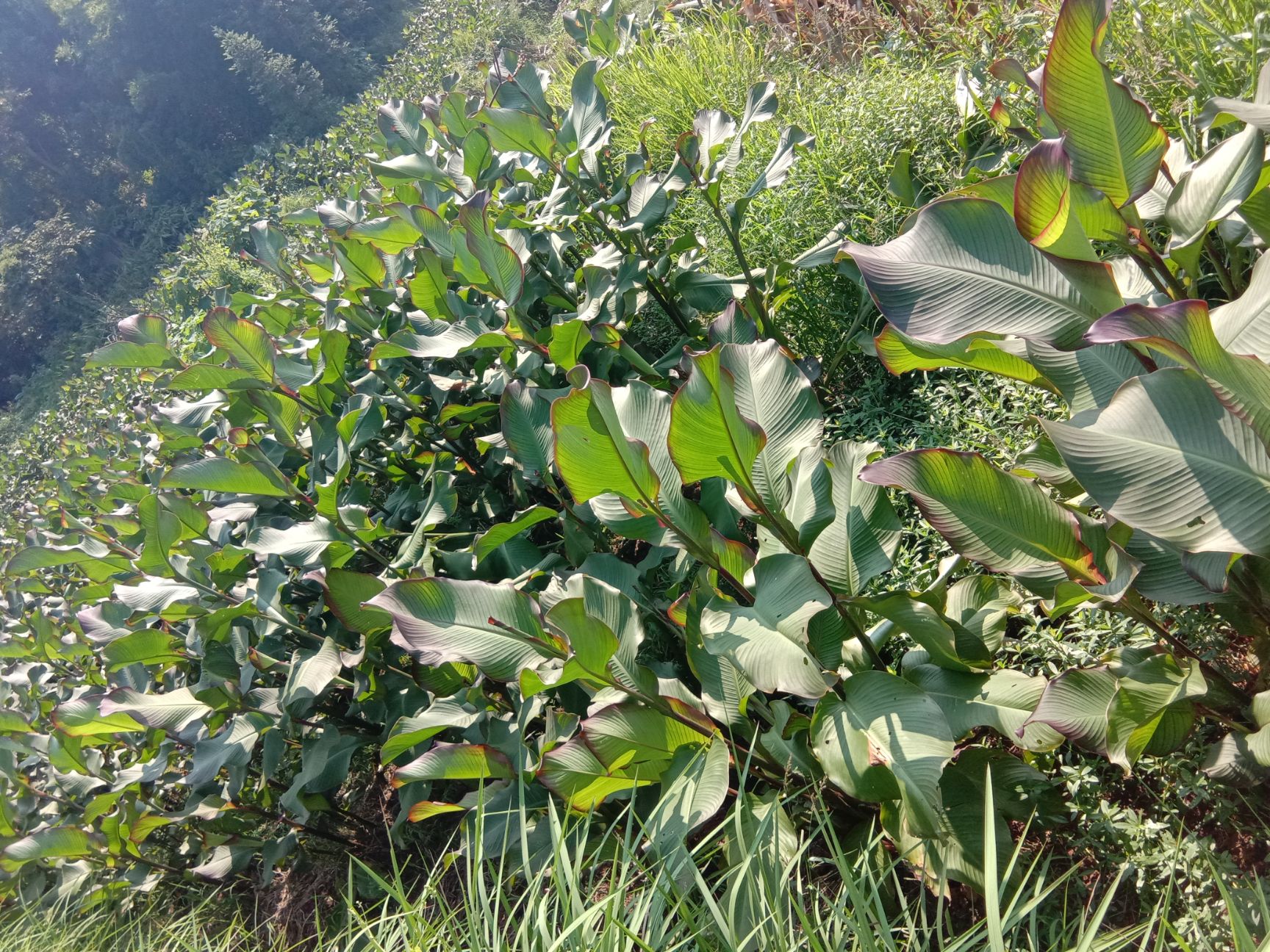 焦藕的图片与食用方法图片