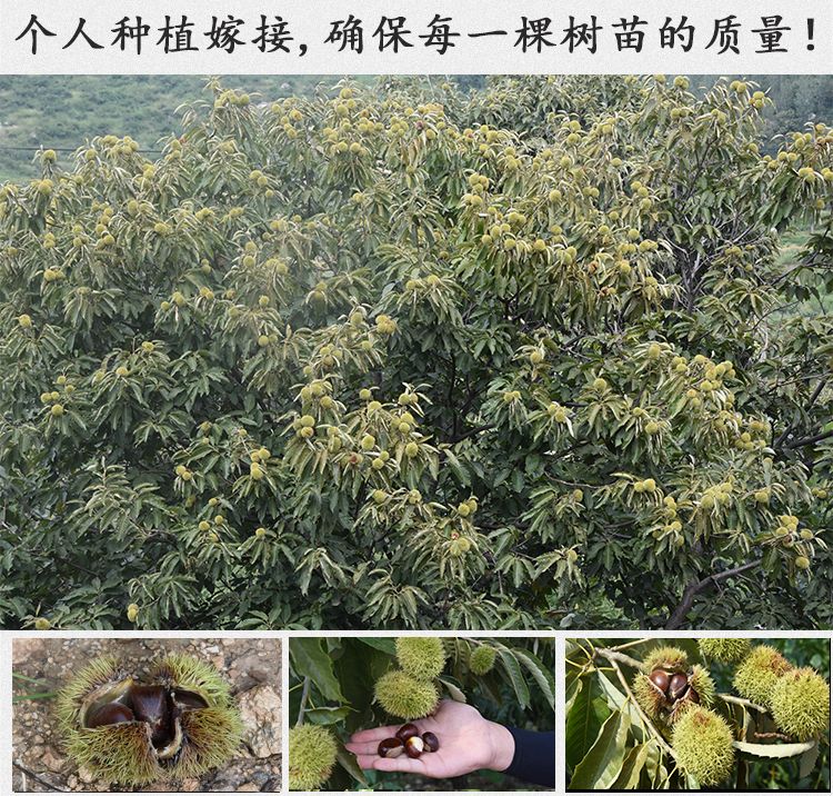 沂蒙大油栗苗 嫁接板栗果树苗沂蒙山大板栗盆栽地栽庭院油板栗苗红光板栗种苗