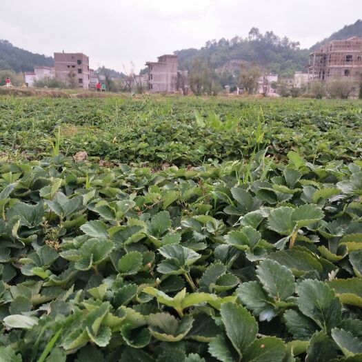 兴安县黔莓一号草莓苗   圣诞红，甘露，贵妃优质草莓苗