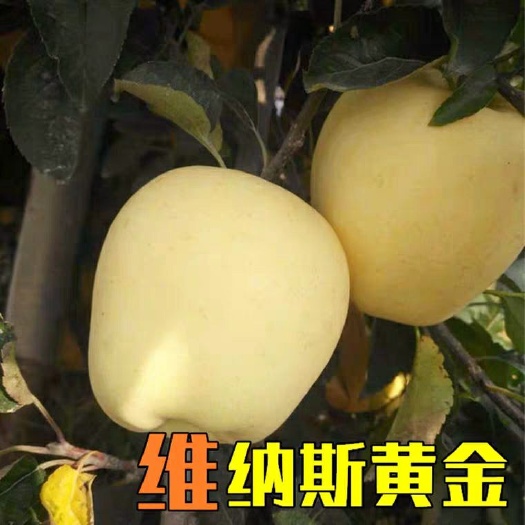平邑县维纳斯黄金苹果苗 维纳斯黄金苹果嫁接树苗