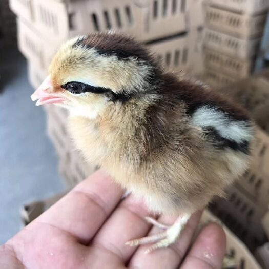 昆明黑瑶鸡苗 一手货源 厂家直销 质量保证 价格优惠