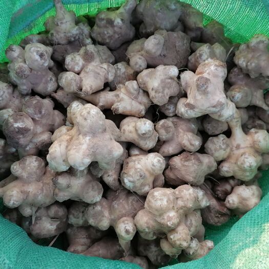 广宗县 基地洋姜，自己种的500亩优质白洋姜，个大品质好