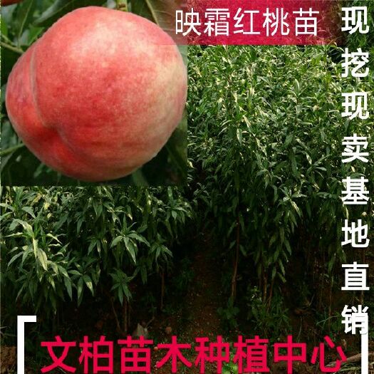 平邑县 映霜红桃树苗  嫁接苗 果实大 产量高耐储运 口感佳易成活