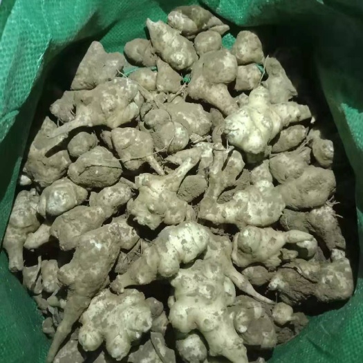 广宗县白洋姜