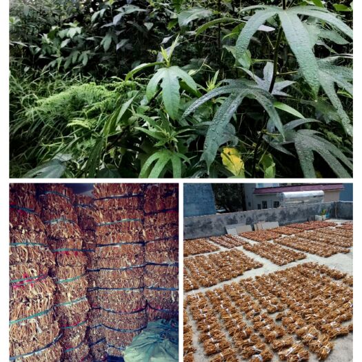 翁源县五指毛桃  小扎把，自然山无硫