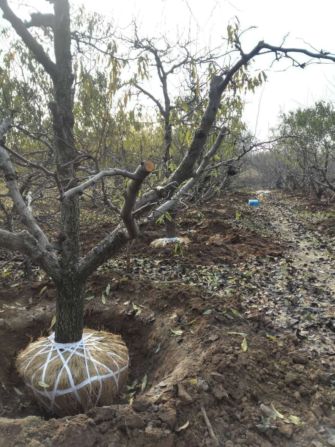皇冠梨苗 大量出售建园梨苗，梨树多种规格都有！
