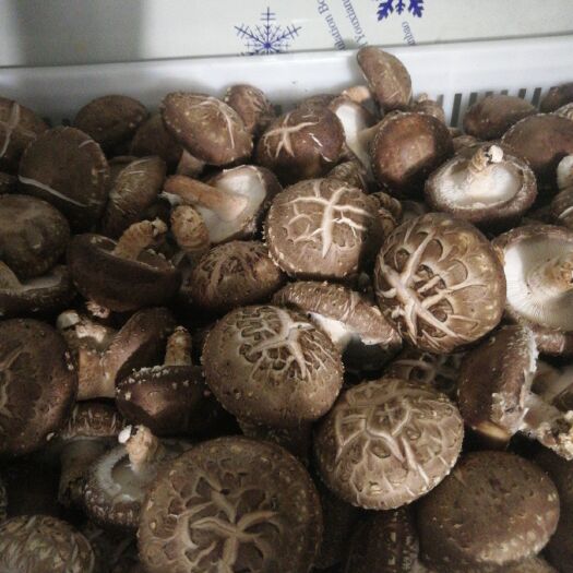 汝阳县西峡香菇 鲜冬菇大量批发
