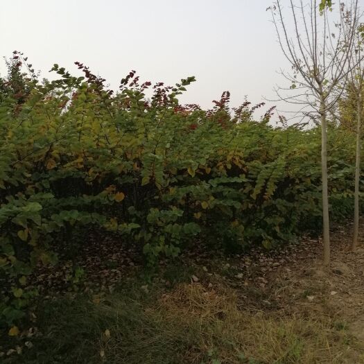 砀山县 紫荆，红叶紫荆，宫粉紫荆，巨紫荆，3一12公分，