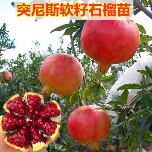 突尼斯软籽石榴树苗  现挖保湿发货  盆栽地栽都可以全国包邮