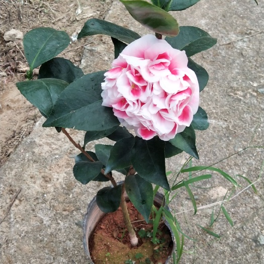 漳平市 龙火珠茶花盆栽花卉