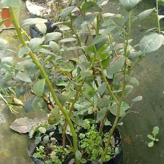 泰安莱克西蓝莓苗 莱克西蓝梅苗营养土发货  包成活