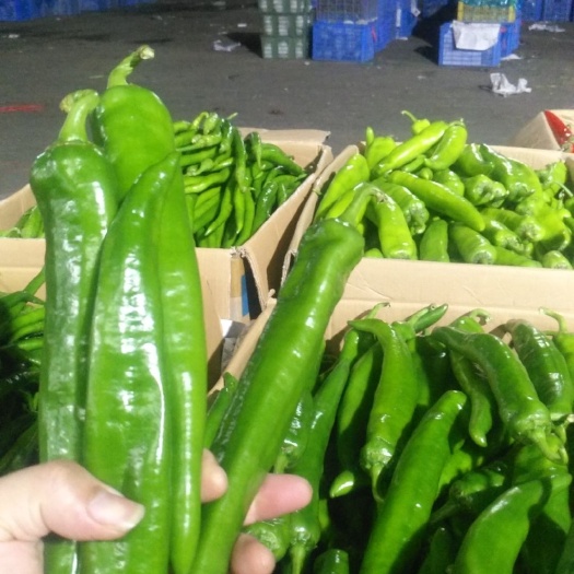 东莞市辣椒 本公司经营范围：工厂食堂，超市等配送，长期合作给您市场价还底