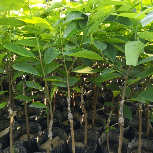 普宁市释迦果苗  中杯凤梨释迦苗（嫁接苗）