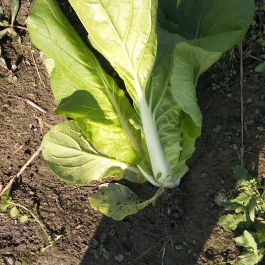 什邡市欣皇小白菜 15~20cm