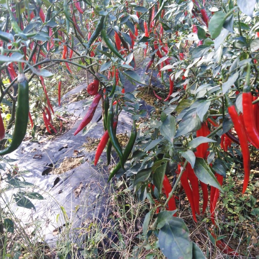 沿河县 农户产业，新鲜红辣椒，随采随卖