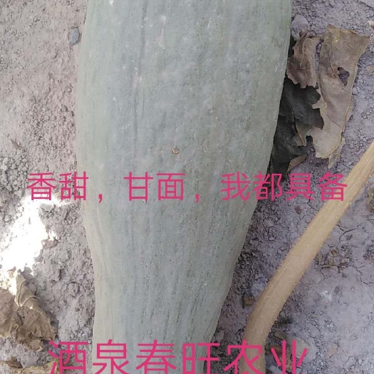 酒泉贵族南瓜种子 香甜，甘面是我的标签