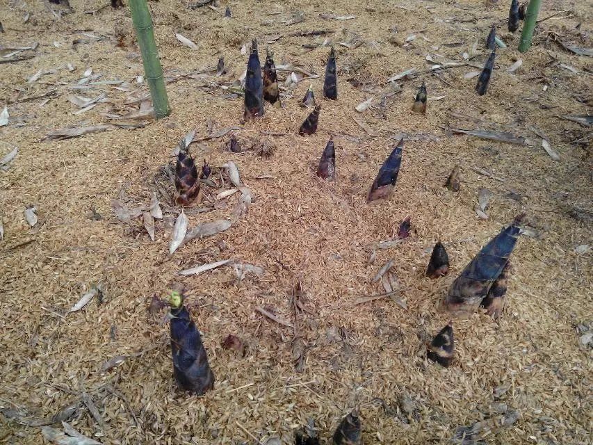 雷竹种子 天下大熊猫第一县雷竹产业园