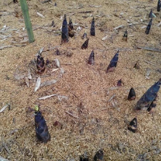 雷竹种子 天下大熊猫第一县雷竹产业园