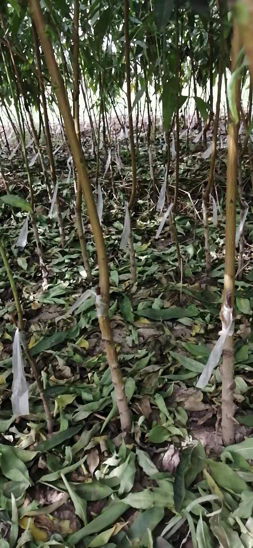  白凤桃苗 白凤桃 糖度高 口感好 量多优惠 包邮包物流