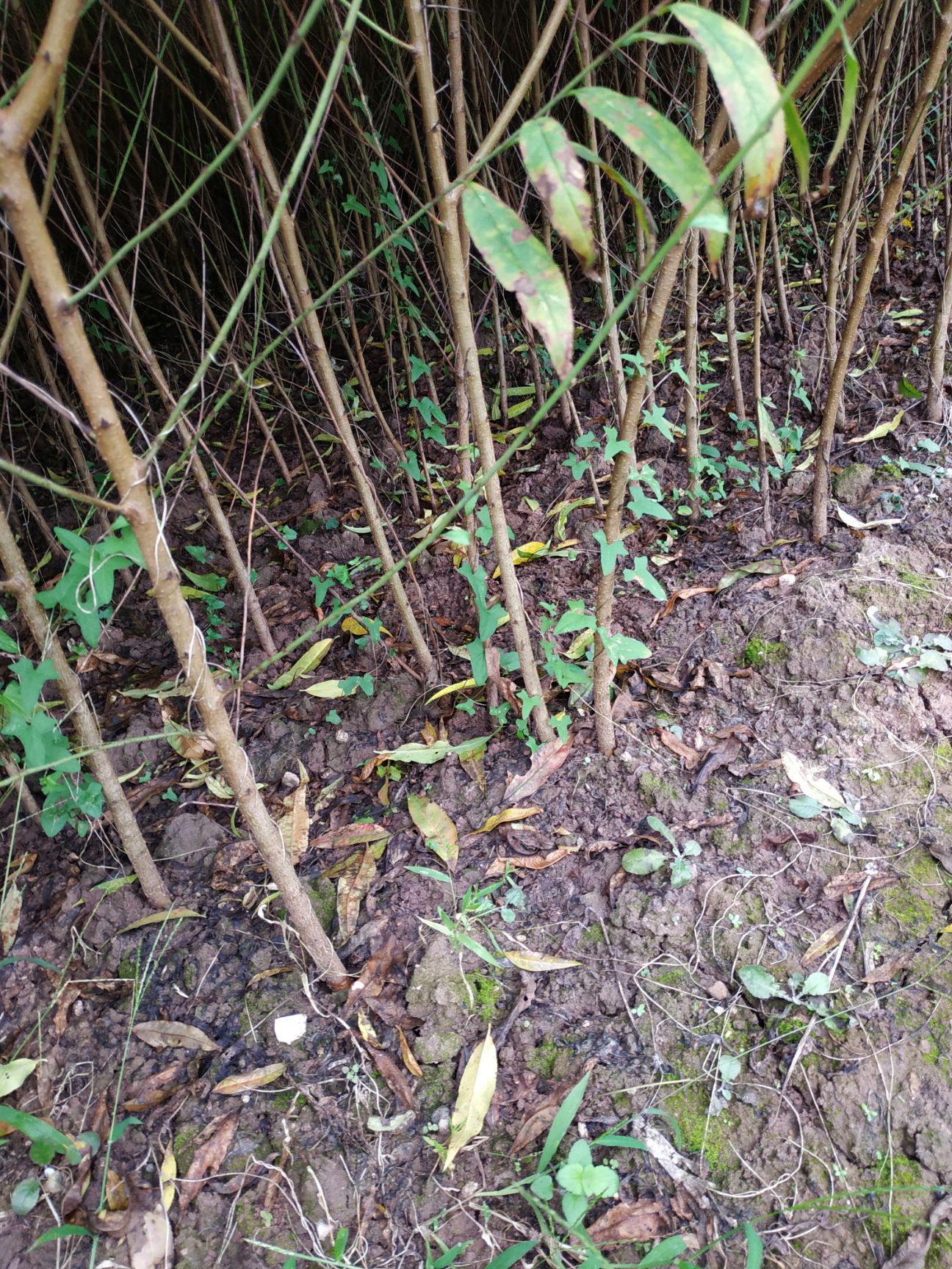 山毛桃樹(shù)苗  自家苗圃種植毛桃實(shí)生苗苗，大量出售中，提供種植